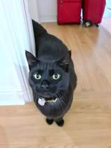 It's national black cat day today