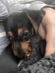 Puppy survival thread *September!*