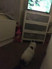 I’ve just wound the cat up
