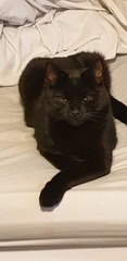Guess the sex of the cat from their face thread