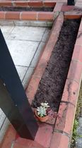 Planting ideas for troughs