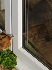 Thug cat part 3.  Unbidden guests are often welcomest when they are gone.