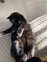 It's national black cat day today