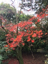 Help with tree identification