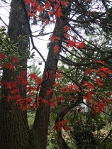 Help with tree identification