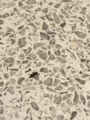 What’s this bug in my kitchen?