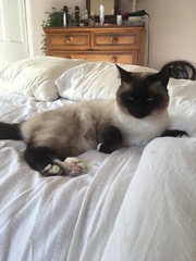 What's your DCat up to today? (Thread 8)