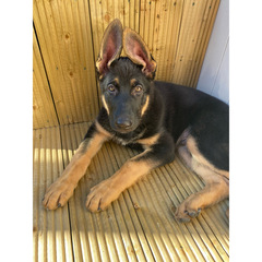 Puppy survival thread October/November!