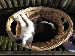 What's your DCat up to today? (Thread 8)
