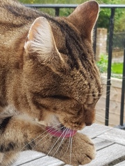 Thug cat part 3.  Unbidden guests are often welcomest when they are gone.