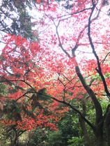 Help with tree identification