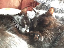 Guess the sex of the cat from their face thread