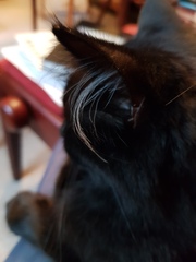 What's your DCat up to today? (Thread 8)