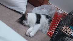 Keep your filthy disgusting cats at home!