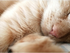 Show me your kitties