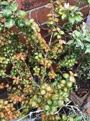 Anyone know what this plant is?