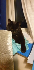 It's national black cat day today