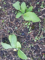 Plant ID please