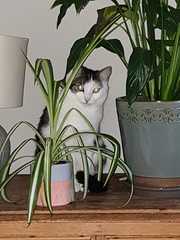 Keep your filthy disgusting cats at home!