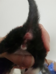 Can anyone help me sex these kittens?
