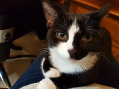 Guess the sex of the cat from their face thread
