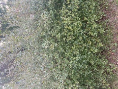 Can you identify my bush?