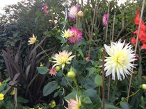 What to do with non-flowering and small dahlias?