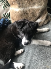 Puppy survival thread *September!*