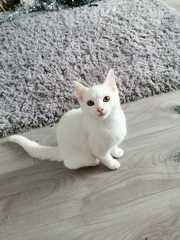 Meet my new little chap.....