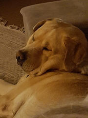 Dog Cuddles