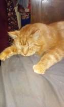 Captain V, Paws, catnip or dreamies?