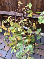 Weeping pussy willow and magnolia leaves not looking healthy