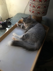 Hypoallergenic cats?