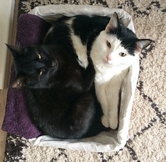 It's national black cat day today
