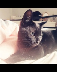 It's national black cat day today