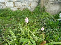Request plant ID please