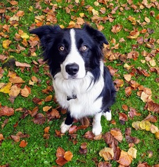 Border Collies owners/lovers