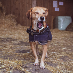 Romanian dog rescues