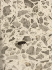 What’s this bug in my kitchen?