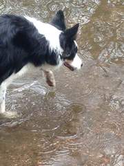 Border Collies owners/lovers