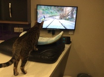 Please hope my cat will be ok.