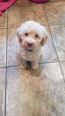I want a puppy...spam me with pics instead please