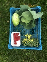 Allotment/Veg Patch Thread 16  Weather weirdness prevails !