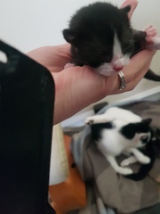 Can anyone help me sex these kittens?