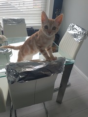 HELP Kitten and Leather Chairs