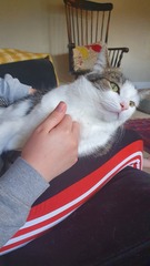 Keep your filthy disgusting cats at home!