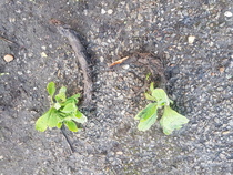 Plant ID please