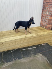 Puppy survival thread October/November!