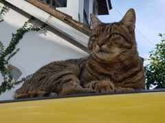 Thug cat part 3.  Unbidden guests are often welcomest when they are gone.