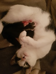 Can anyone help me sex these kittens?